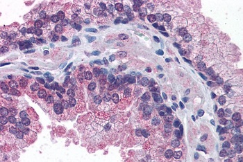 STAP-2 Antibody