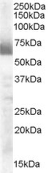 STAM2 Antibody