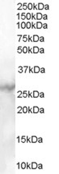 SRD5A1 Antibody