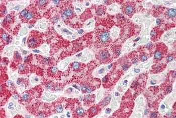 Spinesin Antibody