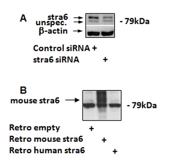 SORBS1 Antibody