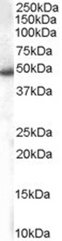 SNX5 Antibody