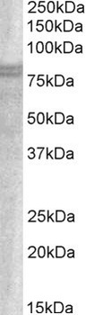 SNX18 Antibody