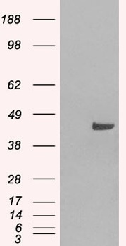 SNX16 Antibody