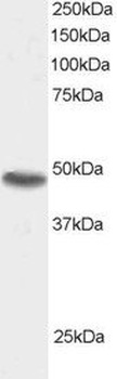 SNX15 Antibody