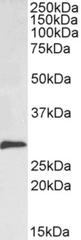 SNAI1 Antibody
