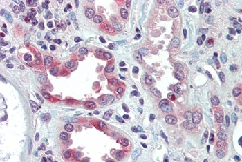 SNAI1 Antibody