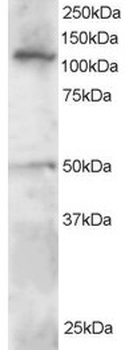 HLTF Antibody
