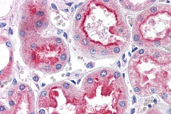 SMAD9 Antibody