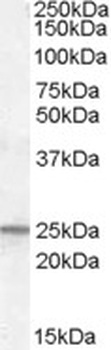 SMAD9 Antibody