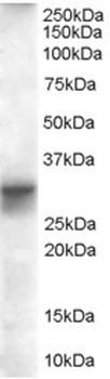 FHL1 Antibody