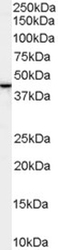 SLC6A4 Antibody