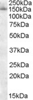 SF3B3 Antibody