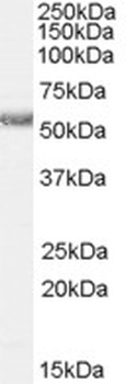 SERPINB9 Antibody