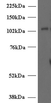 HTR3A Antibody