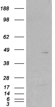 SKAP2 Antibody
