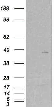 SCAP2 Antibody