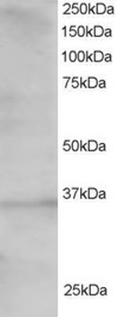 TCF19 Antibody