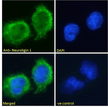SART3 Antibody