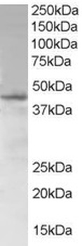 SAMSN1 Antibody