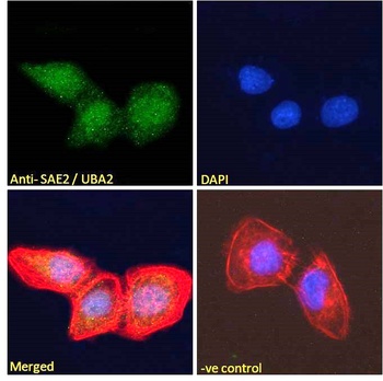 SAE2 Antibody