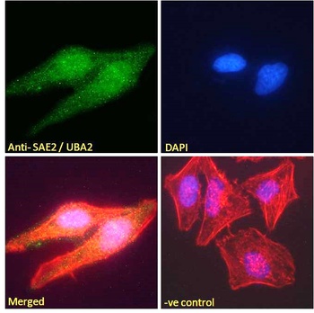 SAE2 Antibody