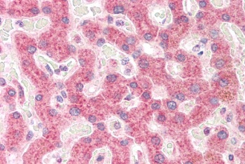 RPS19 Antibody