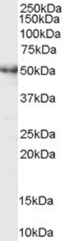 RP6-213H19.1 Antibody