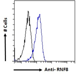 RNF8 Antibody