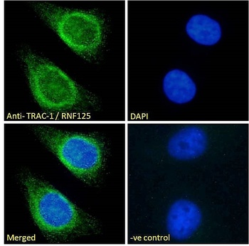 RNF125 Antibody