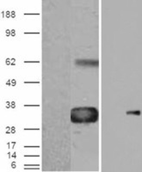 Ribosomal Protein L22 Antibody