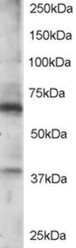 RGS14 Antibody