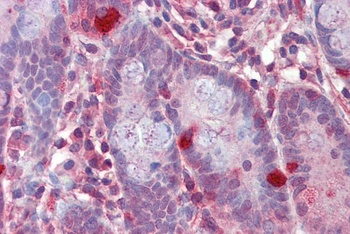 RGS1 Antibody