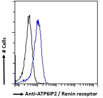 Renin Receptor Antibody