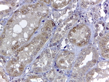 RNLS Antibody