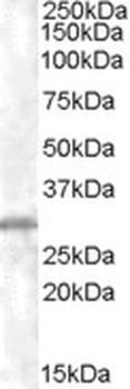 RNLS Antibody