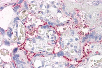 RASIP1 Antibody