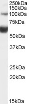RAD9A Antibody