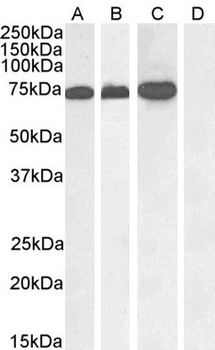 RACGAP1 Antibody