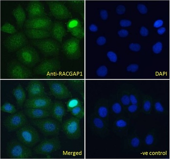 RACGAP1 Antibody