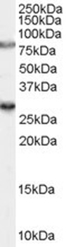 QKI Antibody