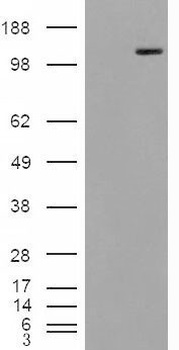 PTPRM Antibody