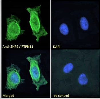 PTPN11 Antibody