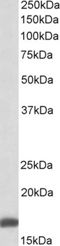 PTCH Antibody