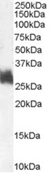 PREP Antibody