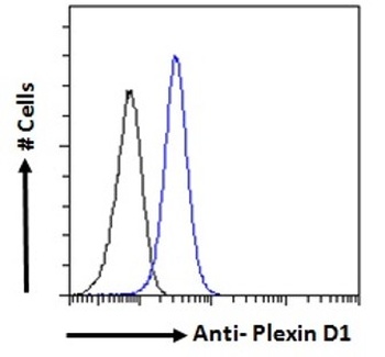 PLXND1 Antibody