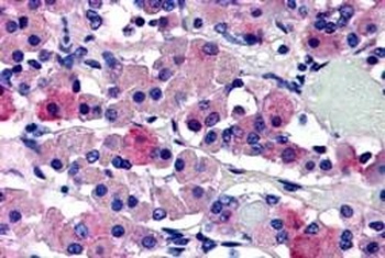 PITX3 Antibody
