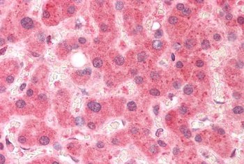 Pirin Antibody