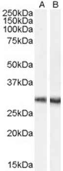 PIN1 Antibody