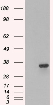 PI31 Antibody